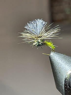 Paul Vekemans Fly Tyer from Belguim