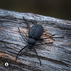 Fly by Fabio Federighi