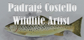 Padraig Costello Wildlife Artist at The Irish Fly Fair 2025